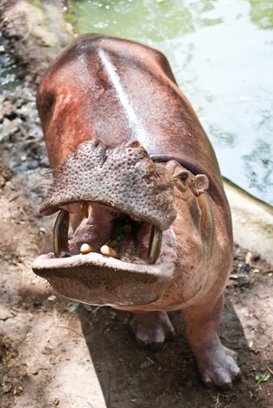 Hippopotamuses Showing Huge Jaw and Teeth 