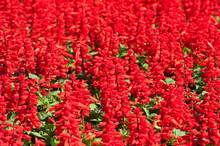 Salvia splendens (Scarlet Sage or Tropical Sage) の写真素材