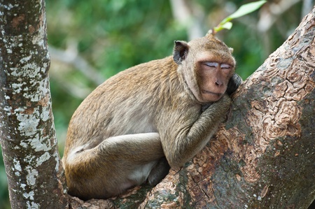 Monkey Sleeping on Tree の写真素材