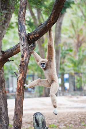 White handed Gibbon or Lar Gibbon の写真素材
