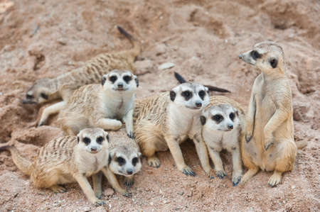 Family of Meerkats の写真素材