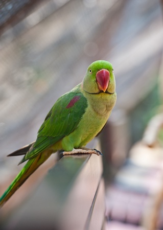 Green Parrot bird の写真素材