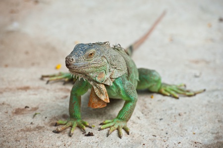 Green Iguana の写真素材