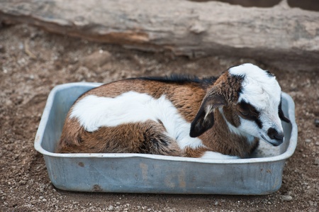 little baby goat の写真素材
