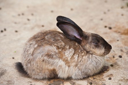 Cute Rabbit の写真素材