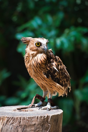 eagle owl の写真素材
