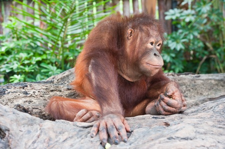 Orangutan の写真素材