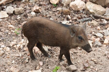 Wild baby boar の写真素材