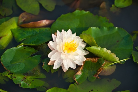  White Lotus の写真素材