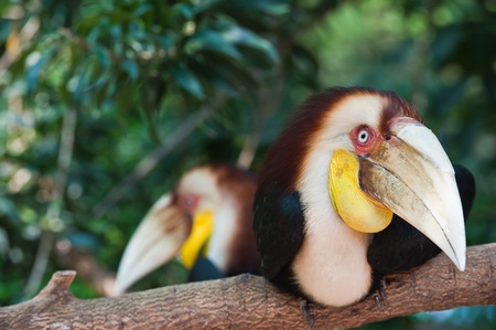 Two Wreathed Hornbillの写真素材