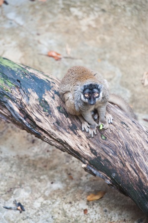  Brown Lemurs 