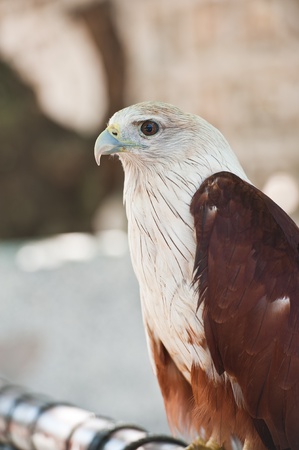 Brahminy Kite (Red-backed Sea Eagle) の写真素材
