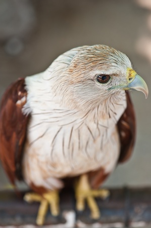 Brahminy Kite (Red-backed Sea Eagle) の写真素材