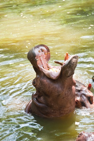 Hippopotamuses Showing Huge Jaw and Teeth の写真素材