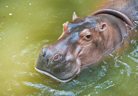 Hippopotamuses 