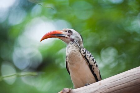 Yellowbilled Hornbill の写真素材