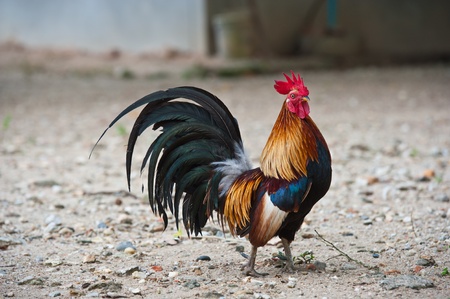 Beautiful Roosters の写真素材