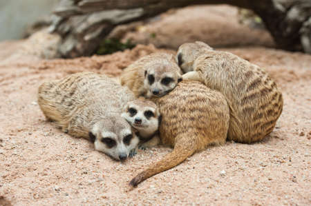 Family of Meerkatsの写真素材