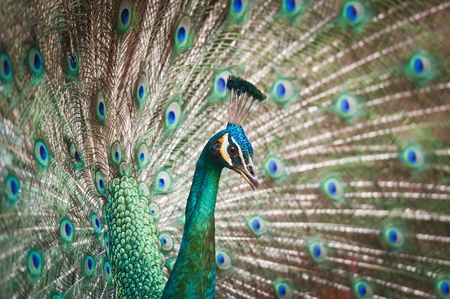 Colorful peacockの写真素材