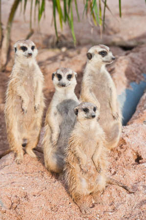 Family of Meerkatsの写真素材