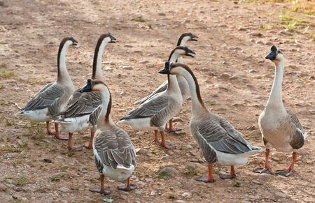 Brown geese in greenの写真素材