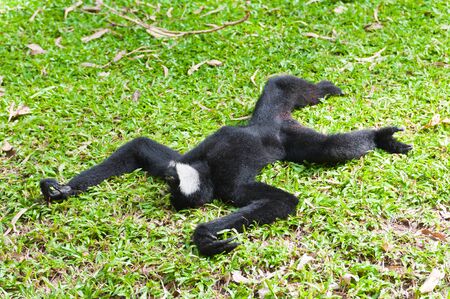 White Cheeked Gibbon or Lar Gibbonの写真素材