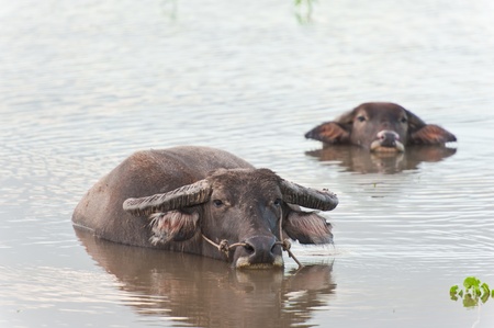 Two Thai Buffalo at the lakeの写真素材