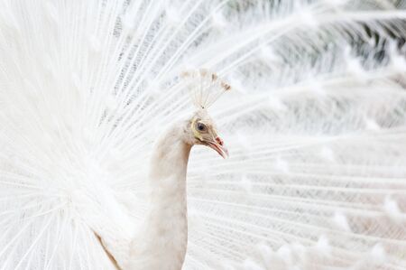 Beautiful spread of a white peacockの写真素材