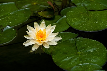 White water lily