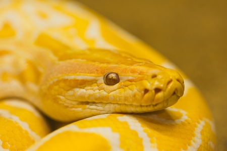 Golden Thai Pythonの写真素材