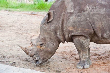 Rhinoceros