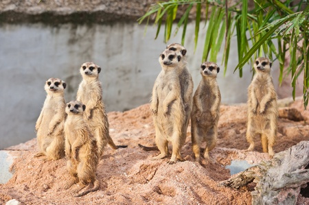 A Group of Meerkatsの写真素材