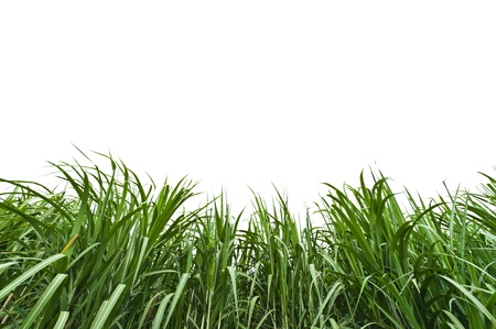 Sugar cane on white backgroundの写真素材