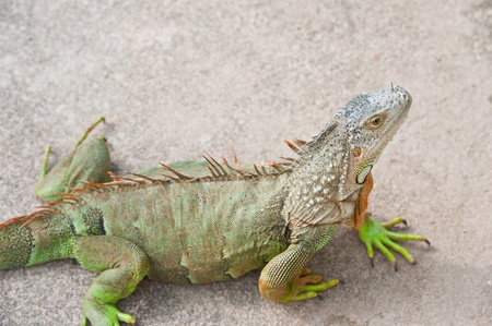 Green Iguanaの写真素材