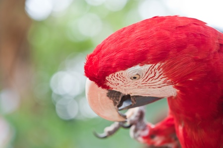 Red macawの写真素材