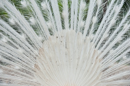 White peacock feathersの写真素材