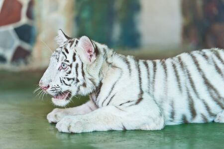 White tiger