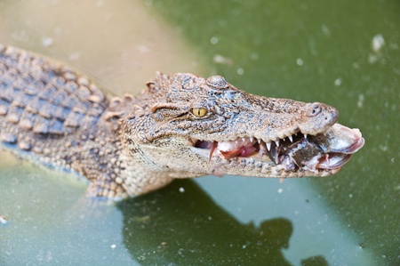 Crocodile eating fishのeditorial素材