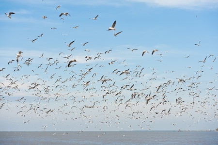 Common black-headed gull in Thailandの写真素材