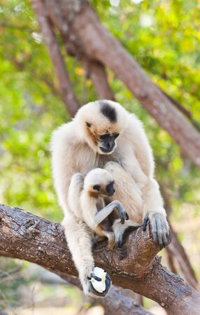 White Cheeked Gibbon or Lar Gibbon with Familyの写真素材