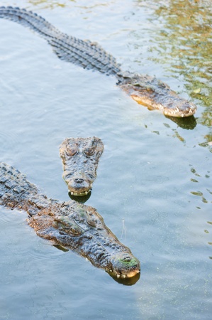 Crocodile with head above waterの写真素材