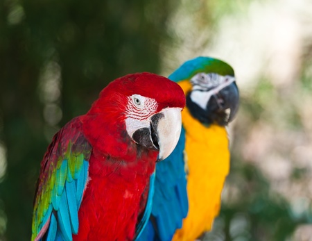 A couple of beautiful macawsの写真素材
