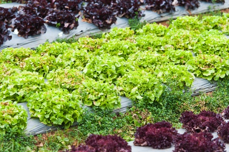 vegetable farm
