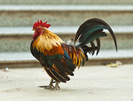 Beautiful Rooster