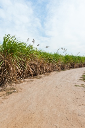 Sugar cane field in blue skyの写真素材