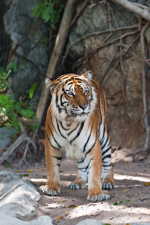 Tigerの写真素材