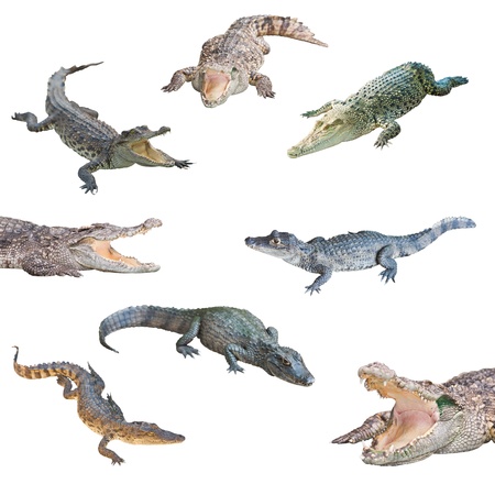 collection of crocodile isolated on white backgroundの写真素材