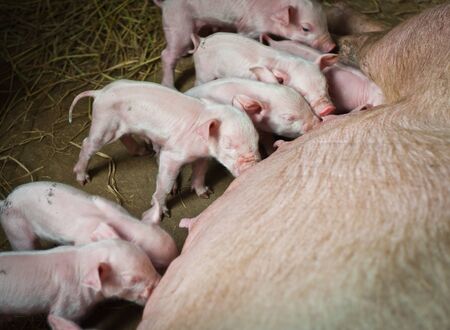 Momma pig feeding hungry little pigletの写真素材