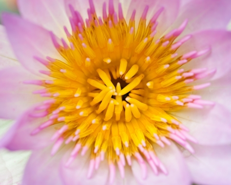 pink water lilyの写真素材