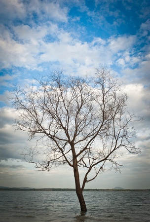 Dead tree at lakeの写真素材
